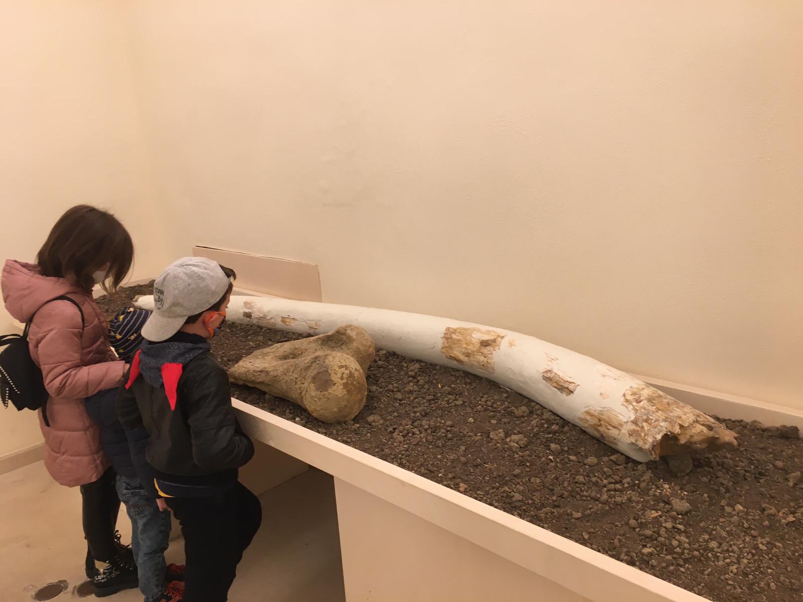 Animali preistorici al Museo Ridola